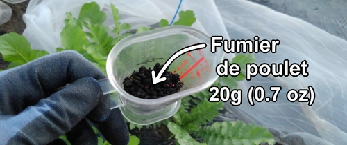 Fumier de poule utilisé pour fertiliser les radis daikon (radis blanc)