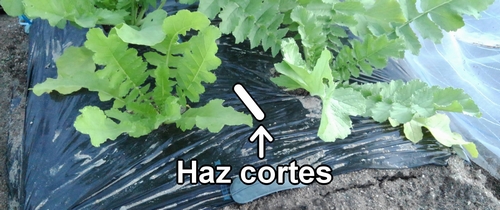 Haz cortes en los lugares de abono para los rábanos daikon (rábano japonés)