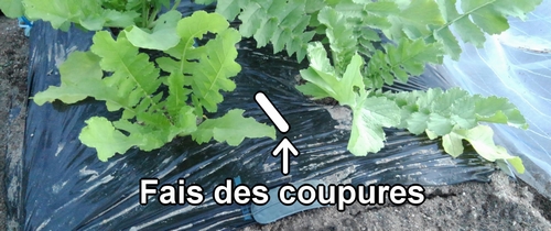 Fais des coupures aux endroits de l’engrais pour les radis daikon (radis blanc)