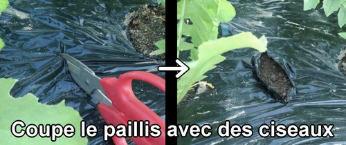 Coupe le paillis avec des ciseaux