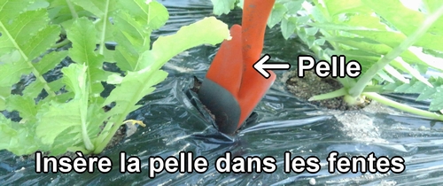 Insère la petite pelle dans les fentes du paillis