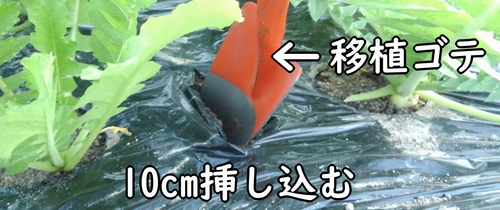 切れ目に移植ゴテを挿し込む