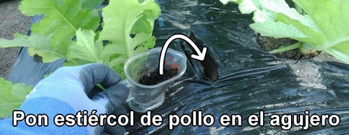 Pon estiércol de pollo en el agujero