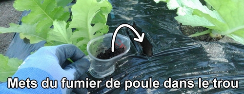 Mets du fumier de poule dans le trou