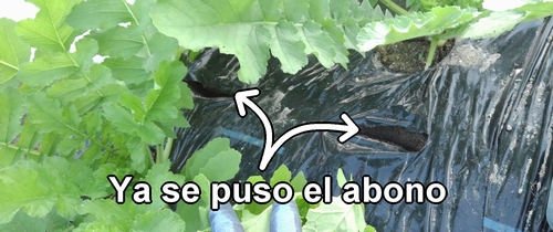Ya se puso el abono