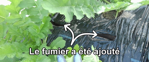 Le fumier a été ajouté