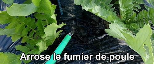 Arrose le fumier de poule