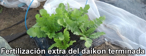 Fertilización extra para los rábanos daikon completada (La fertilización para los rábanos japonés Shogoin y Aokubi está terminada)