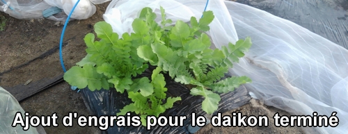 La fertilisation supplémentaire des radis daikon (radis japonais) est terminée