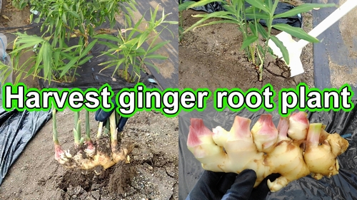 It's harvest time for the ginger root plant