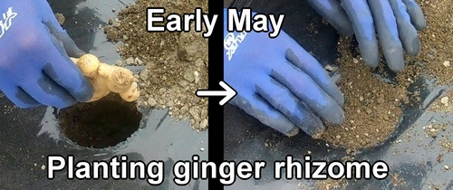 The planting of ginger root was in early May
