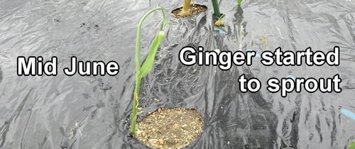 Ginger root plant started to sprout in mid-June