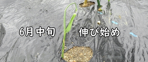 生姜の芽が出始めたのは6月中旬でした