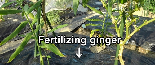 Fertilizing ginger root plant (Ginger plant care)