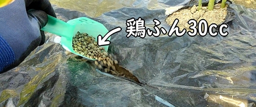 生姜の追肥には、鶏糞を使用