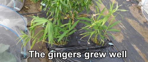 Ginger plant is an easy vegetable to grow even for beginners