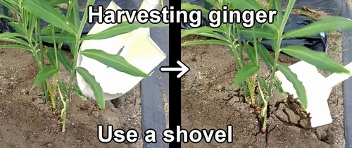 To harvest ginger root plant, use a shovel