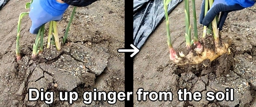 Use a shovel to dig up ginger from the soil