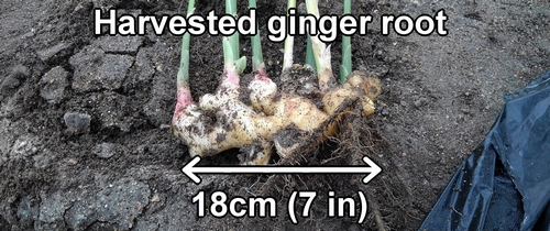 Harvested ginger plant