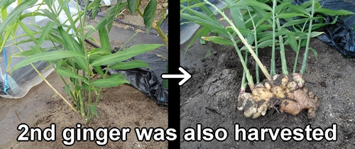 The second ginger plant was also harvested