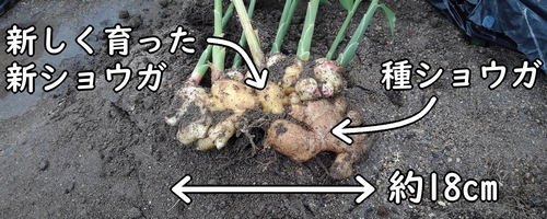収穫した生姜の大きさは約18cmでした