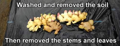 We washed and removed the soil from the ginger root plant