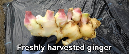 Freshly harvested ginger