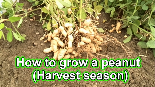 Harvest peanuts (groundnuts harvest season)