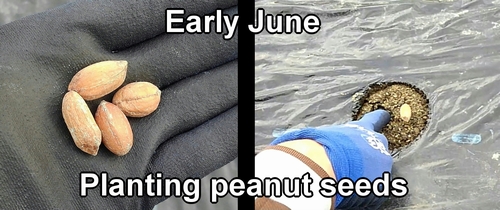 The peanut planting time is early June