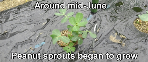 Around mid-June, peanut sprouts began to grow