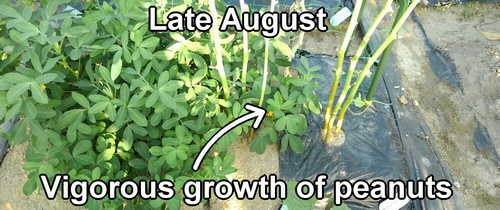 Vigorous growth of peanuts