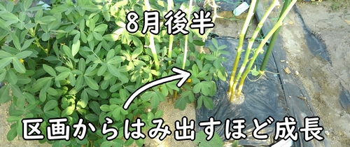 区画からはみ出すほど成長した落花生