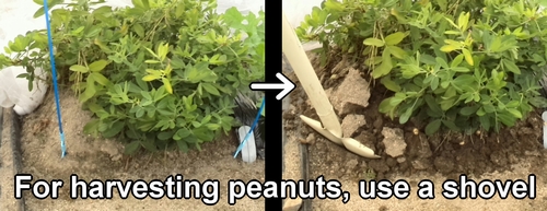 For harvesting peanuts, use a shovel