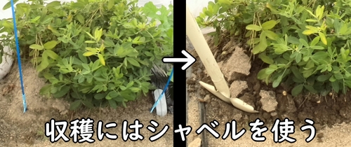 落花生の収穫にはシャベルを使う