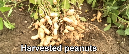 Harvested peanuts