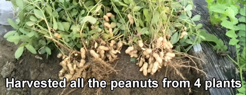 Harvested peanuts from four plants
