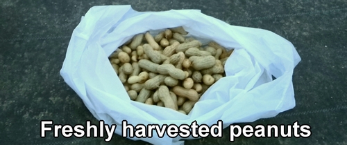 Peanuts washed to remove soil