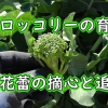 茎ブロッコリーの育て方（頂花蕾の摘心と追肥）