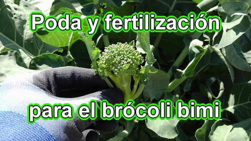 Poda y fertilización para el brócoli bimi (Guía para cultivar brócoli bimi)