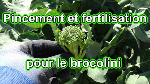 Pincement et fertilisation pour le brocolini (Guide pour faire pousser du brocolini)