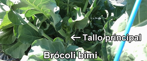 El tallo principal del brócoli bimi (broccolini)