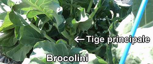 La tige principale du brocolini (brocoli bimi)