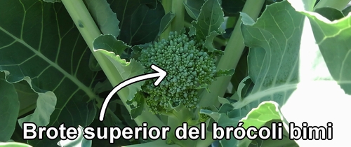 Brote superior del brócoli bimi (brócoli rapini)
