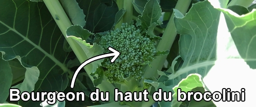 Le bourgeon du haut du brocolini (chou bimi)