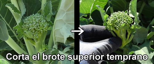 Cosecha el brote superior