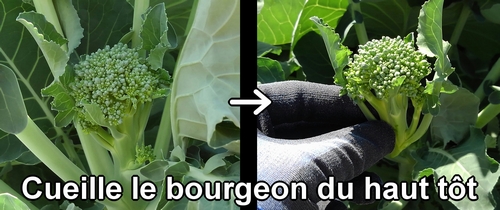 Récolte le bourgeon du haut