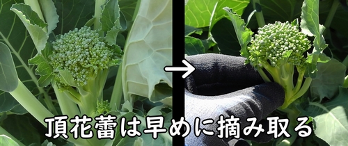 頂花蕾は早めに摘み取る