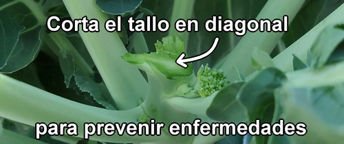 Corta el tallo en diagonal