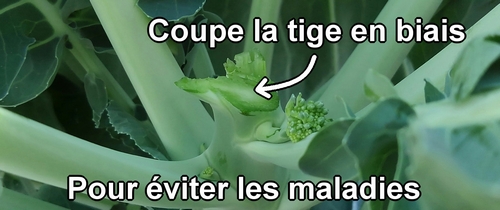 Coupe la tige en biais