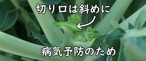 茎は斜めに切り落とす